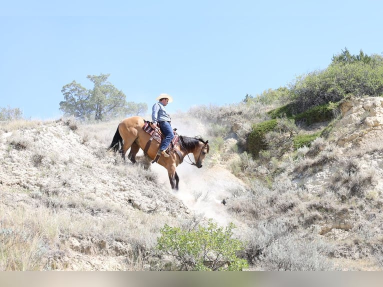 Caballo cuarto de milla Caballo castrado 11 años Buckskin/Bayo in Ripley