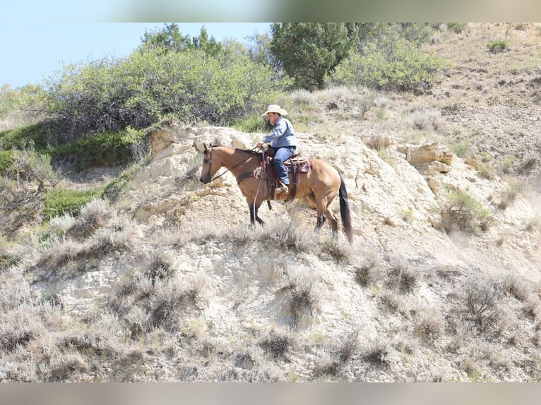 Caballo cuarto de milla Caballo castrado 11 años Buckskin/Bayo in Ripley