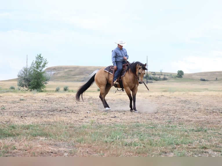 Caballo cuarto de milla Caballo castrado 11 años Buckskin/Bayo in Ripley