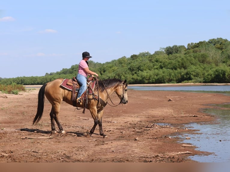 Caballo cuarto de milla Caballo castrado 11 años Buckskin/Bayo in Ripley