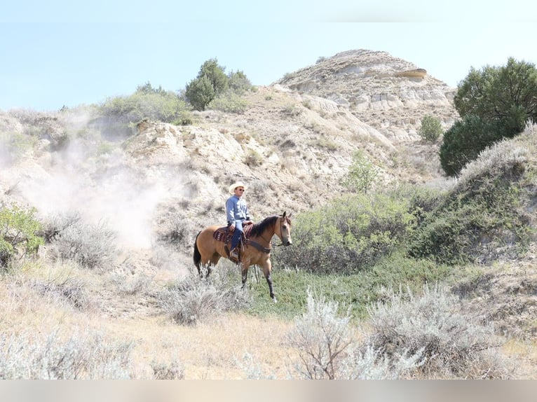 Caballo cuarto de milla Caballo castrado 11 años Buckskin/Bayo in Ripley