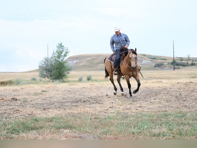 Caballo cuarto de milla Caballo castrado 11 años Buckskin/Bayo in Ripley