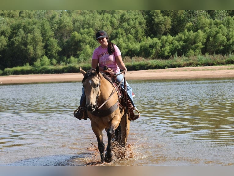 Caballo cuarto de milla Caballo castrado 11 años Buckskin/Bayo in Ripley