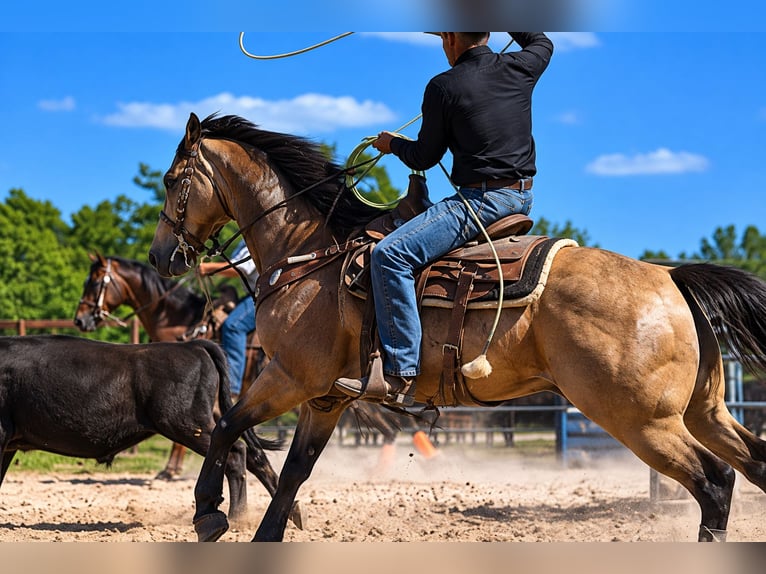 Caballo cuarto de milla Caballo castrado 11 años Buckskin/Bayo in Weatherford