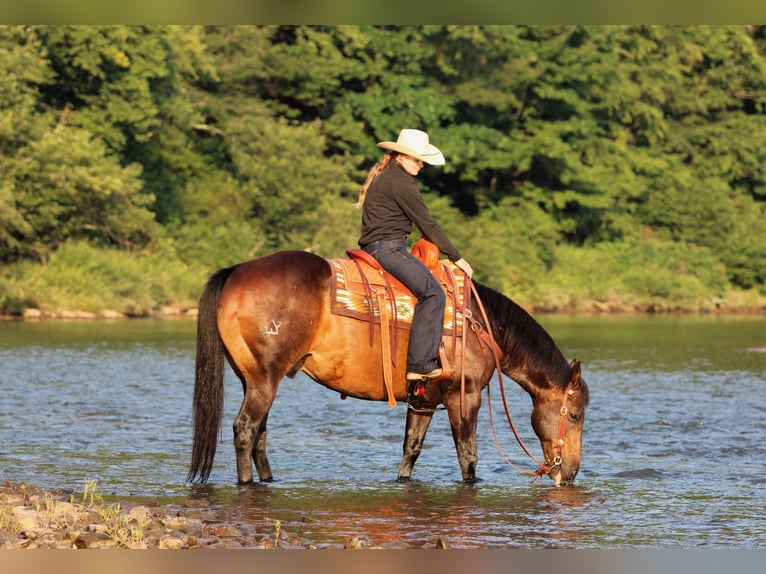 Caballo cuarto de milla Caballo castrado 11 años Castaño rojizo in Clarion