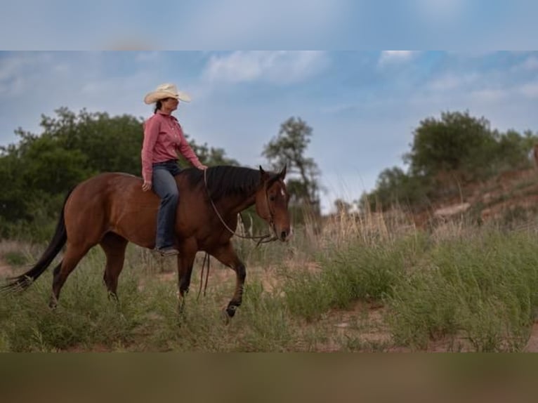 Caballo cuarto de milla Caballo castrado 11 años Castaño rojizo in Canyon, TX