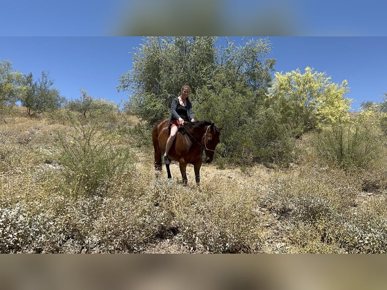 Caballo cuarto de milla Caballo castrado 11 años Castaño rojizo in Scottsdale, AZ