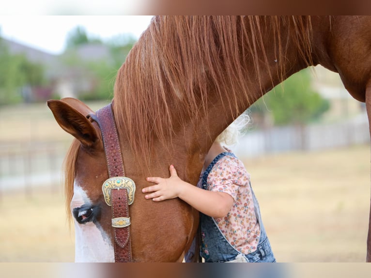 Caballo cuarto de milla Caballo castrado 11 años Overo-todas las-capas in Cleburne TX