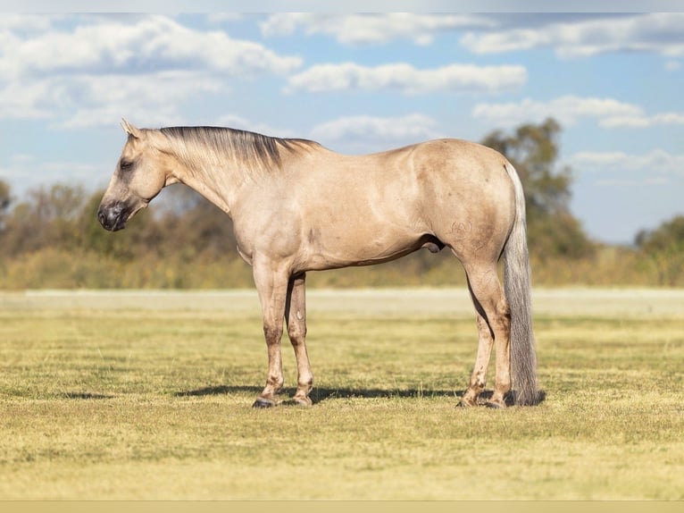 Caballo cuarto de milla Caballo castrado 11 años Palomino in Ponder