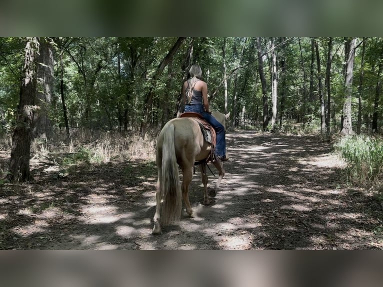 Caballo cuarto de milla Caballo castrado 11 años Palomino in Ponder