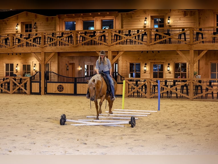 Caballo cuarto de milla Caballo castrado 11 años Palomino in Needmore
