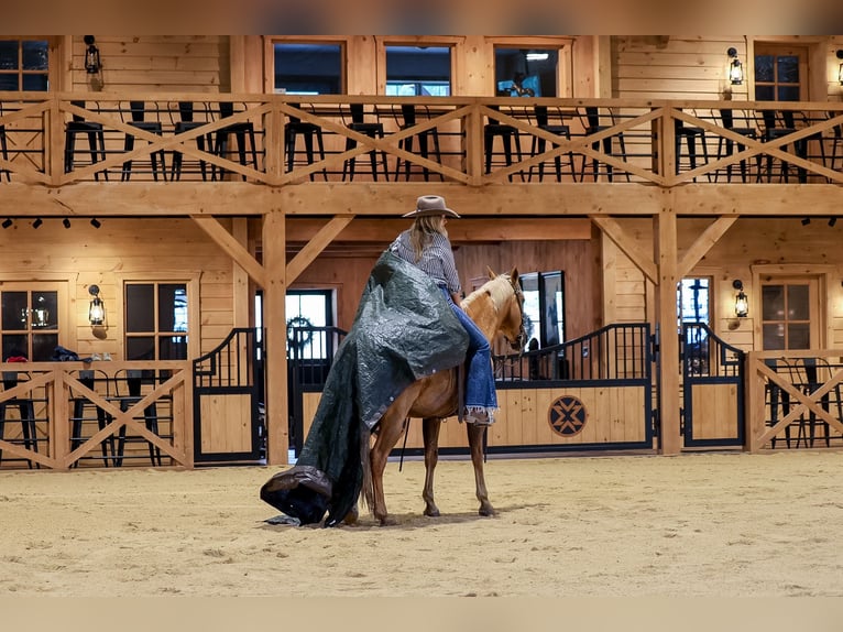 Caballo cuarto de milla Caballo castrado 11 años Palomino in Needmore