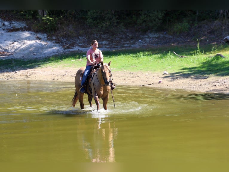 Caballo cuarto de milla Caballo castrado 11 años Palomino in Forney