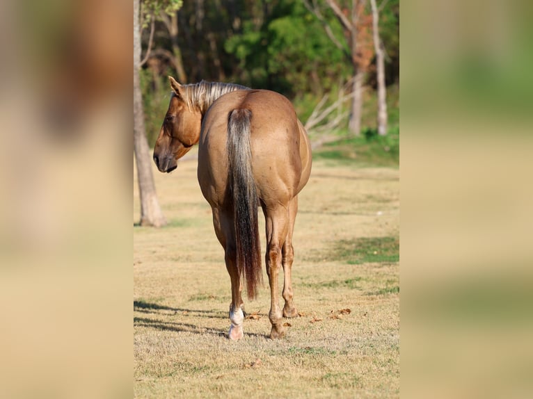 Caballo cuarto de milla Caballo castrado 11 años Palomino in Forney
