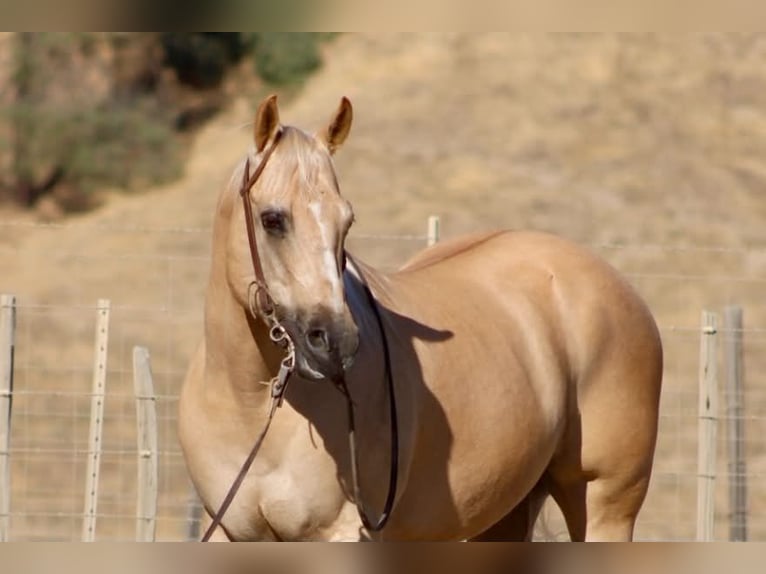 Caballo cuarto de milla Caballo castrado 11 años Palomino in Tres Pinos