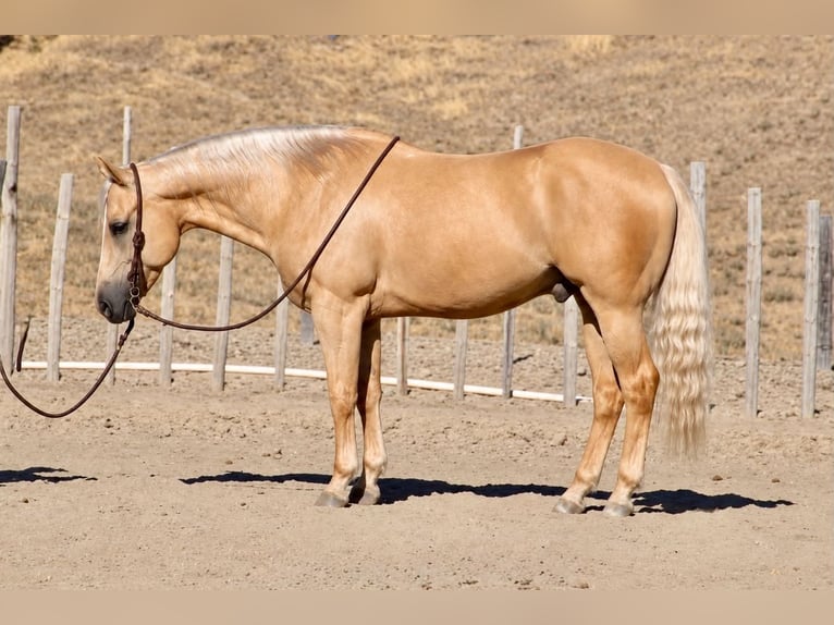 Caballo cuarto de milla Caballo castrado 11 años Palomino in Tres Pinos