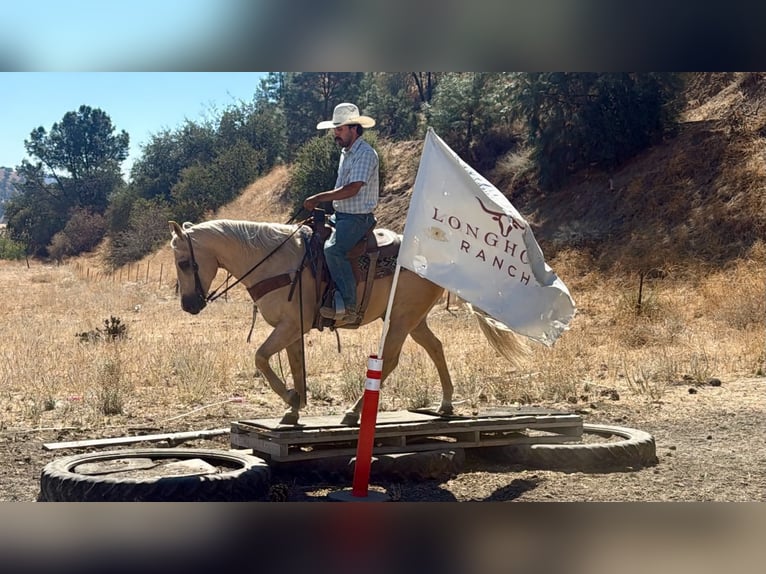 Caballo cuarto de milla Caballo castrado 11 años Palomino in Tres Pinos