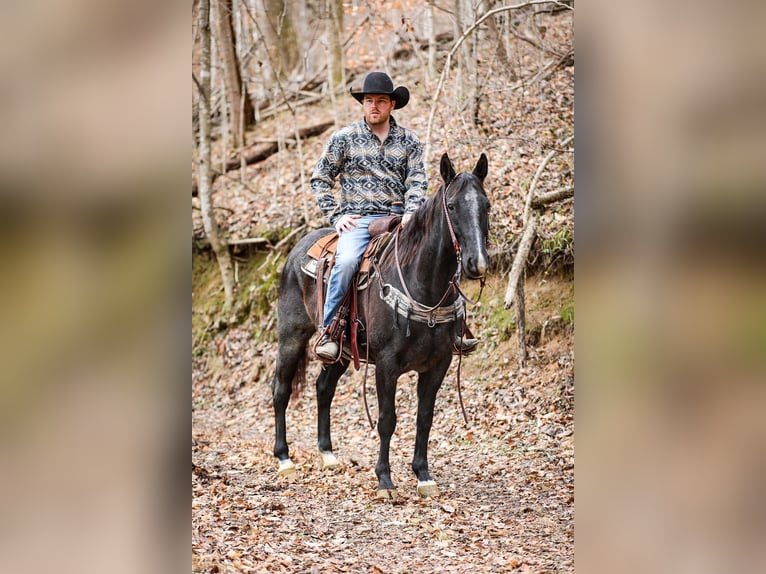 Caballo cuarto de milla Caballo castrado 11 años Ruano azulado in Santa Fe TN