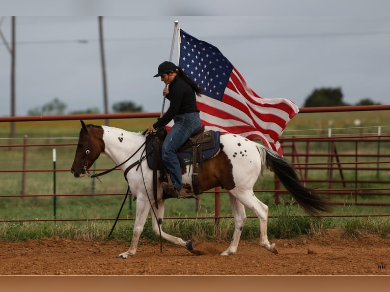 Caballo cuarto de milla Caballo castrado 11 años Tobiano-todas las-capas in Granbury TX