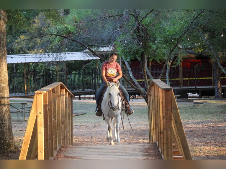 Caballo cuarto de milla Caballo castrado 11 años Tordo in Rusk TX