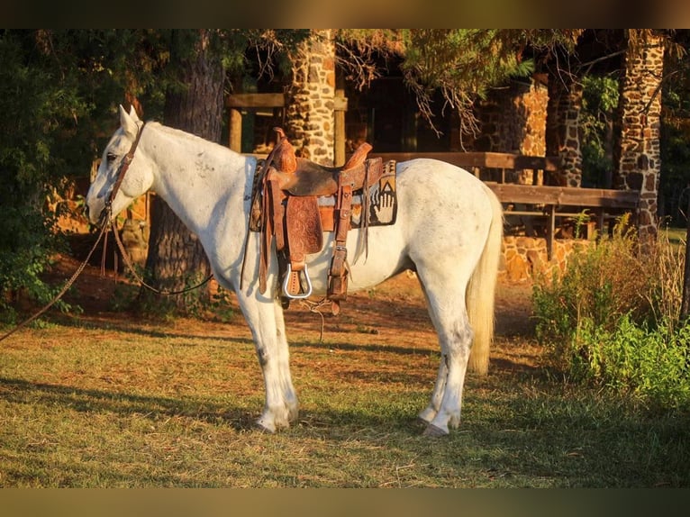 Caballo cuarto de milla Caballo castrado 11 años Tordo in Rusk TX