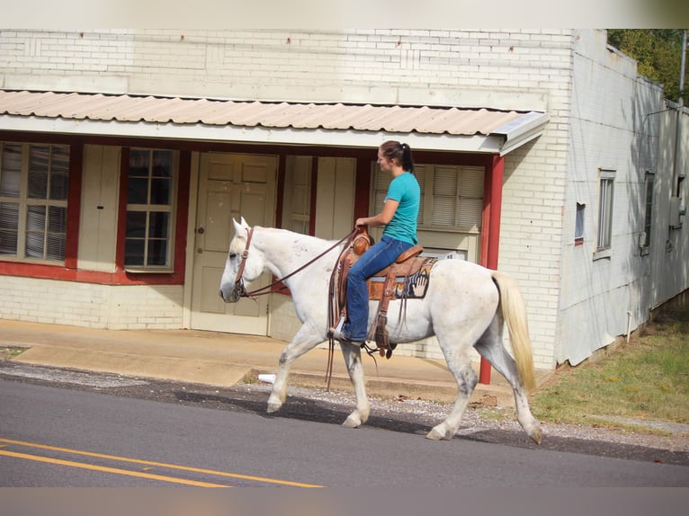Caballo cuarto de milla Caballo castrado 11 años Tordo in Rusk TX