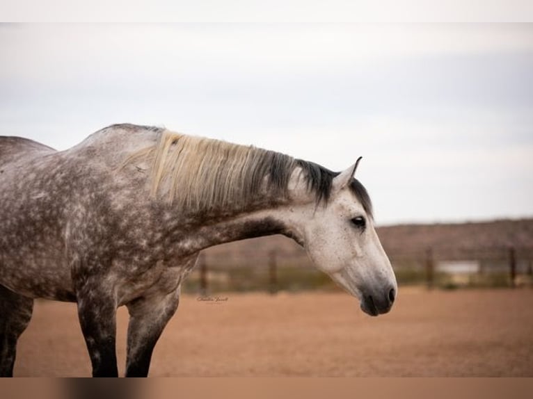 Caballo cuarto de milla Caballo castrado 11 años Tordo in Wickenburg