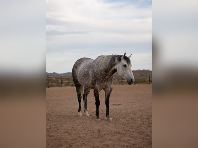 Caballo cuarto de milla Caballo castrado 11 años Tordo in Wickenburg