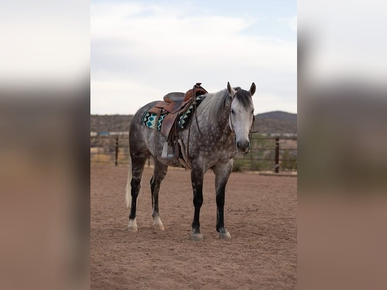 Caballo cuarto de milla Caballo castrado 11 años Tordo in Wickenburg