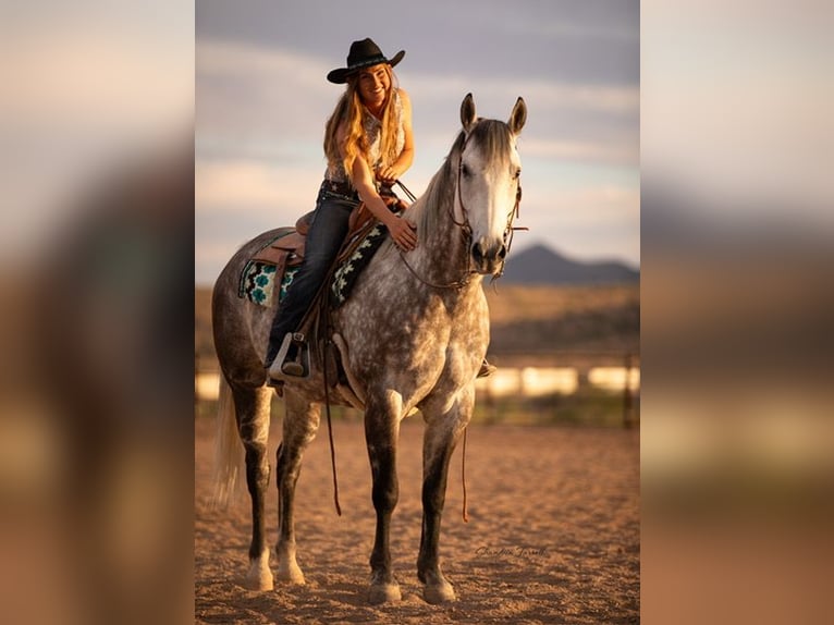 Caballo cuarto de milla Caballo castrado 11 años Tordo in Wickenburg