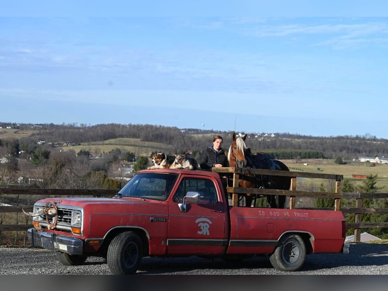 Caballo cuarto de milla Caballo castrado 12 años 135 cm Alazán-tostado in Millersburg OH