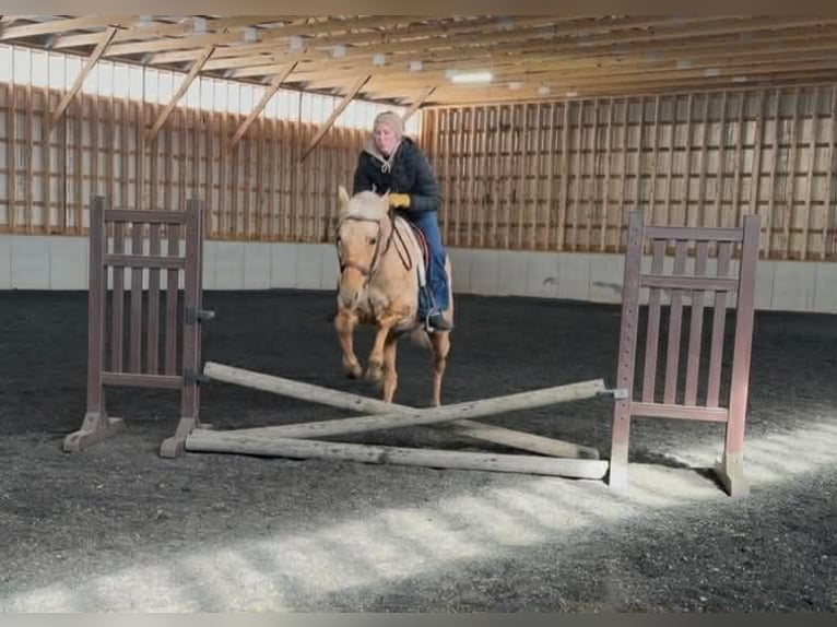 Caballo cuarto de milla Caballo castrado 12 años 145 cm Palomino in Beaver Springs