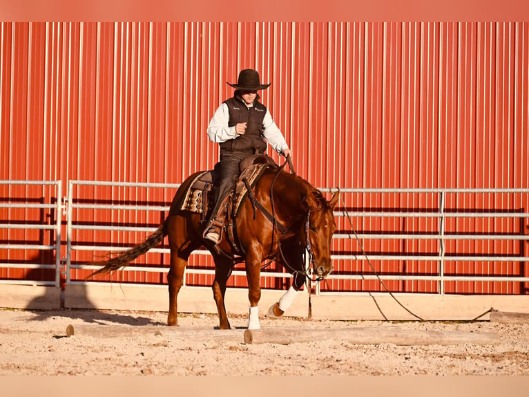 Caballo cuarto de milla Caballo castrado 12 años 147 cm Alazán rojizo in Fairbank IA