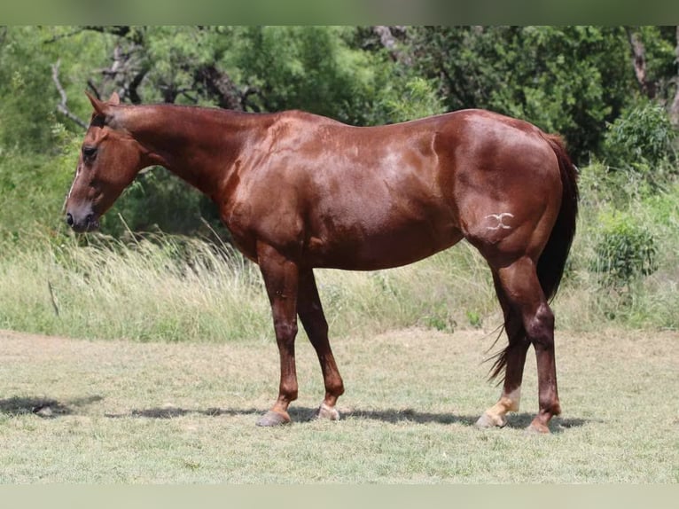 Caballo cuarto de milla Caballo castrado 12 años 147 cm Alazán-tostado in Lipan TX