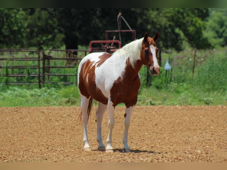Caballo cuarto de milla Caballo castrado 12 años 147 cm Alazán-tostado in Stephenville tX