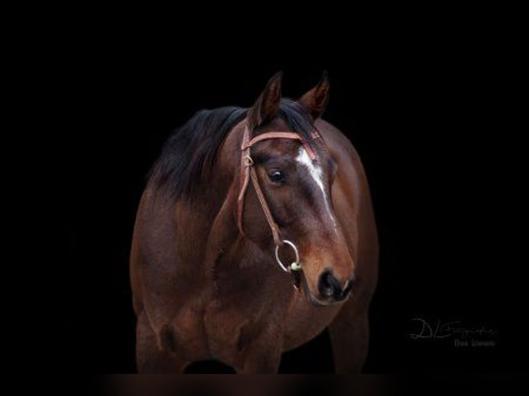 Caballo cuarto de milla Caballo castrado 12 años 147 cm Castaño oscuro in Sassenberg