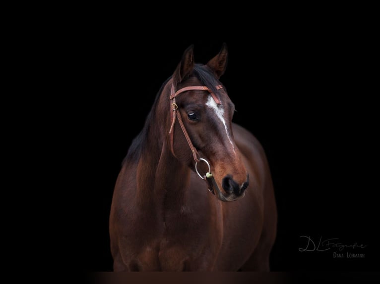 Caballo cuarto de milla Caballo castrado 12 años 147 cm Castaño oscuro in Sassenberg