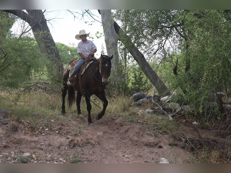 Caballo cuarto de milla Caballo castrado 12 años 147 cm Castaño rojizo in Camp Verde AZ