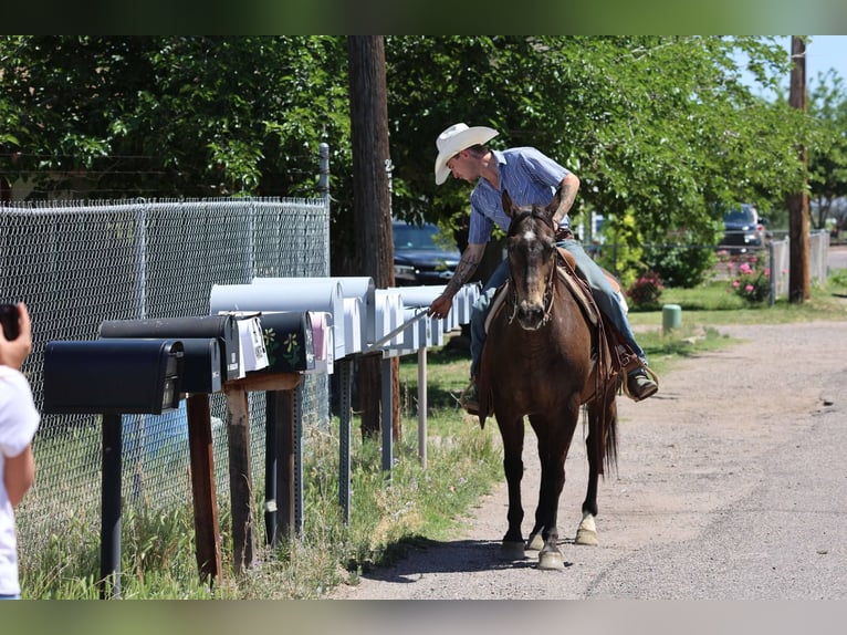 Caballo cuarto de milla Caballo castrado 12 años 147 cm Castaño rojizo in Camp Verde AZ