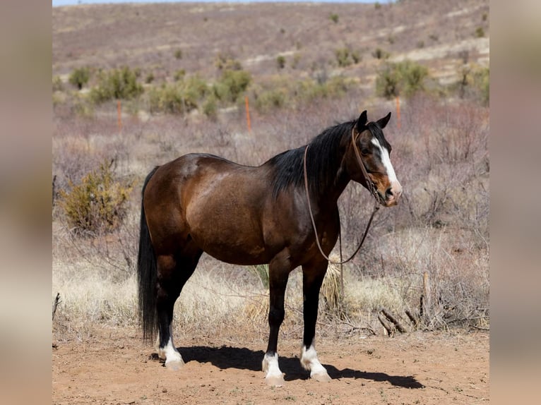 Caballo cuarto de milla Caballo castrado 12 años 147 cm Castaño rojizo in Camp Verde AZ