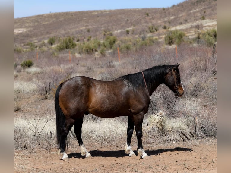 Caballo cuarto de milla Caballo castrado 12 años 147 cm Castaño rojizo in Camp Verde AZ
