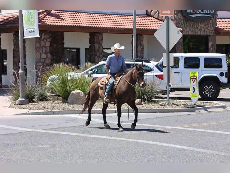 Caballo cuarto de milla Caballo castrado 12 años 147 cm Castaño rojizo in Camp Verde AZ