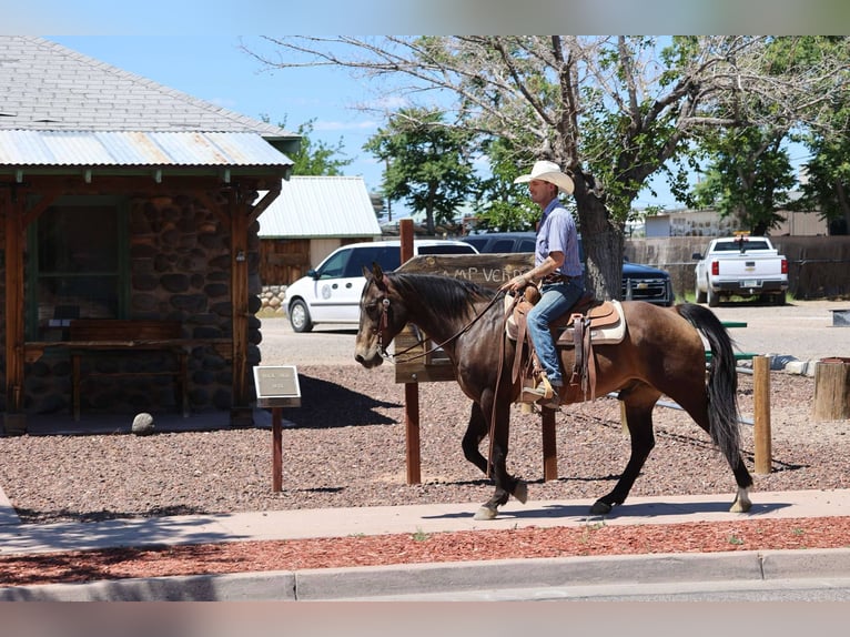 Caballo cuarto de milla Caballo castrado 12 años 147 cm Castaño rojizo in Camp Verde AZ