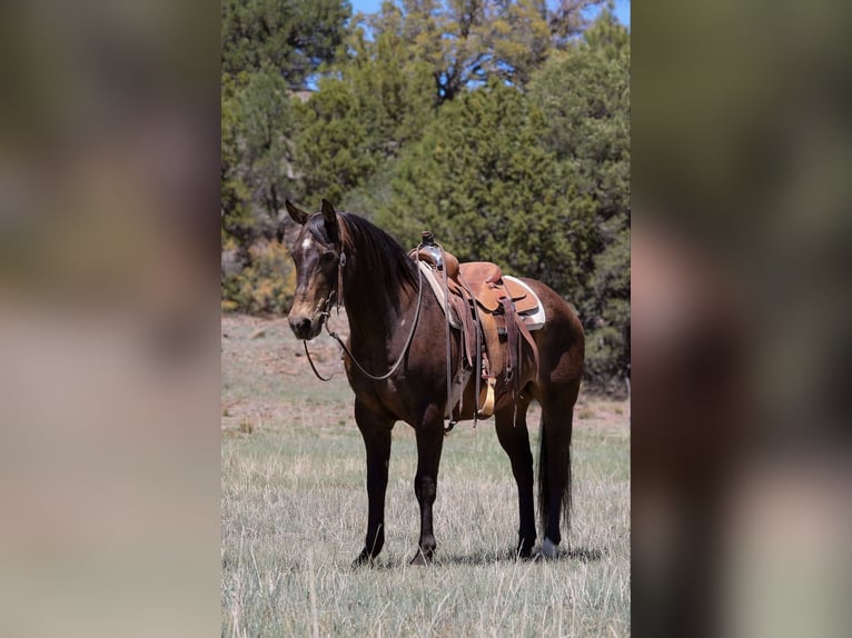Caballo cuarto de milla Caballo castrado 12 años 147 cm Castaño rojizo in Camp Verde AZ
