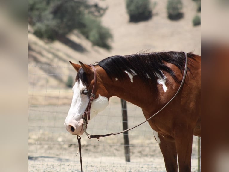 Caballo cuarto de milla Caballo castrado 12 años 147 cm Overo-todas las-capas in Paicines CA