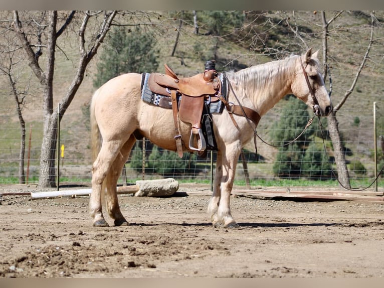 Caballo cuarto de milla Caballo castrado 12 años 147 cm Palomino in Bitterwater CA