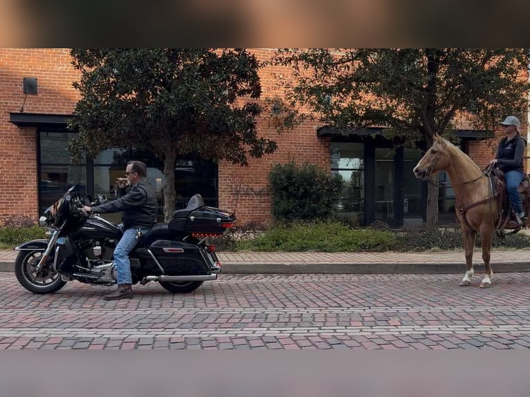 Caballo cuarto de milla Caballo castrado 12 años 147 cm Palomino in Weatherford TX