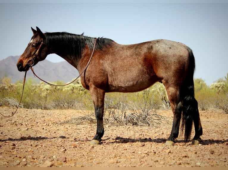 Caballo cuarto de milla Caballo castrado 12 años 147 cm in Marana, AZ