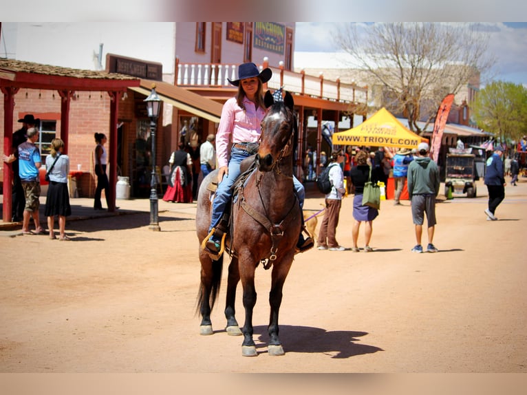 Caballo cuarto de milla Caballo castrado 12 años 147 cm in Marana, AZ