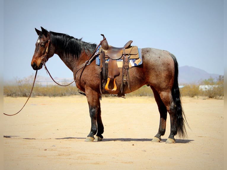 Caballo cuarto de milla Caballo castrado 12 años 147 cm in Marana, AZ